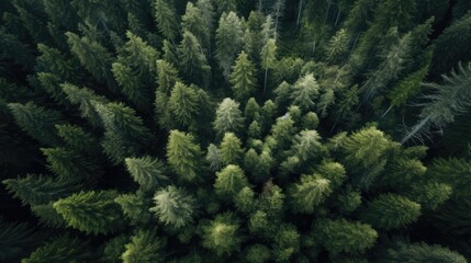 A bird's eye view of a pine forest naturalism anamorphic - obrazy, fototapety, plakaty