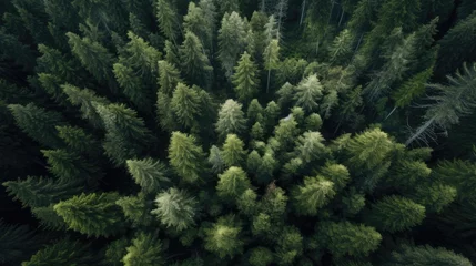 Foto op Aluminium A bird's eye view of a pine forest naturalism anamorphic © tydeline