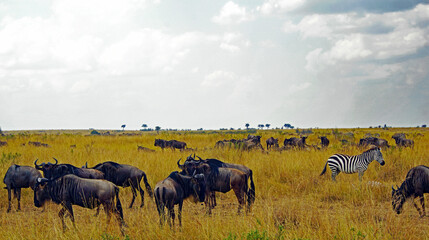 Wildebeests in Masai Mara - obrazy, fototapety, plakaty