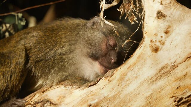 Close up view of sleeping Allen's swamp monkey