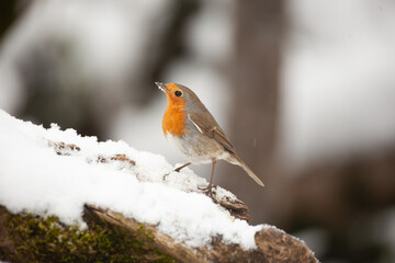 Robin at the bath, Pettirosso (Erithacus rubecula)