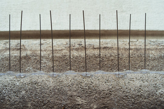 Anti-bird spikes on the wall of a church in the city of Vienna. Thorn against pigeons. Place for text.