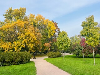 Fototapeta na wymiar golden fall in the park, autumn trees