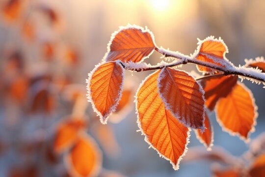 Orange beech leaves covered with frost in late fall or early winter.