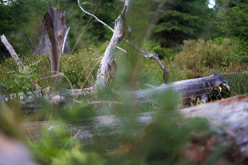 altes Holz in Nahaufnahme im Wald