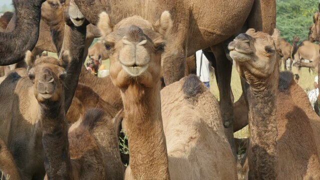 A herd of curious camels look towards the camera, during the annual Pushkar Camel Fair in Rajasthan, India