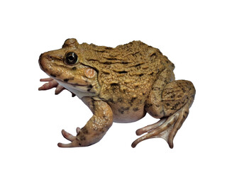 A brown frog with a textured, bumpy skin, isolated on a black background, showcasing its natural earthy tones and details