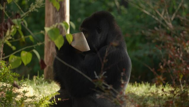 Gorilla close up sitting on the grass, holding something in his hands, sometimes looking at the camera