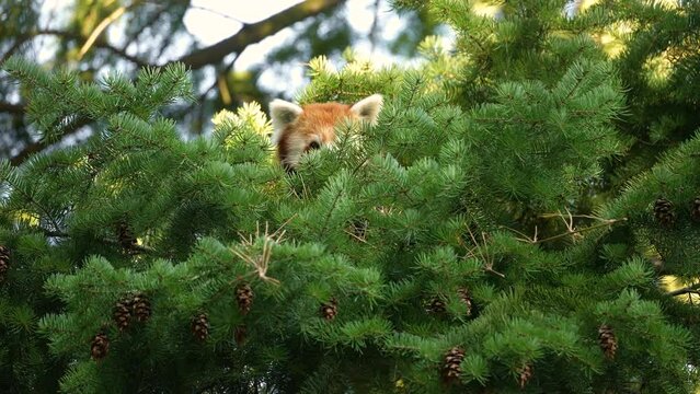 The red panda hid in the branches of a pine tree and chewed something.
