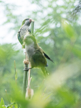 Monk parakeets on the branch