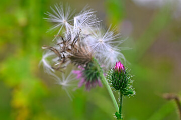 Welted thistle, curly plumeless thistle // Krause Ringdistel (Carduus crispus)