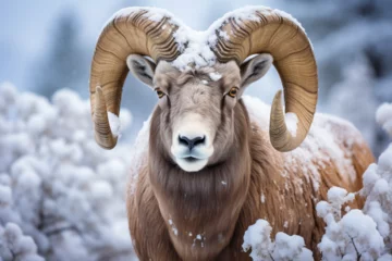 Foto op Plexiglas sheep © Nature creative