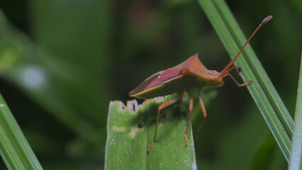 grasshopper on a leaf