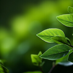Fototapeta premium Green background, stylish, unmanned, simple, light and shadow, natural, large aperture 