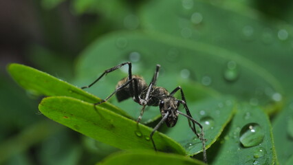 spider on a leaf