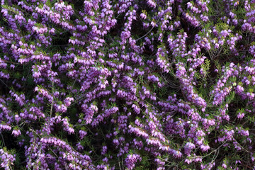 Fototapeta premium Texture of Erica flowering plant. It is Erica is referred to as 
