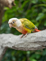 Monk parakeet on a branch