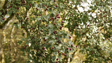 Rote Beeren am Baum
