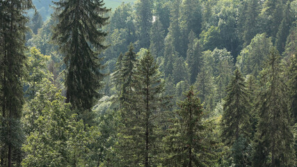 Alpine Forest Scene in Summer