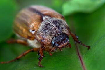 Beetle on a leaf in the wild