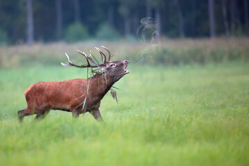 Red deer bellowing in the wild