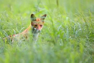 Red fox hidden in the grass in the wild
