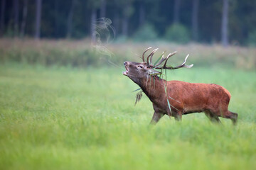 Red deer in a clearing in the wild
