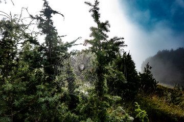 A cobweb during a cold morning in the fog in October