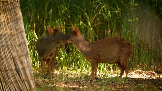 Two young Southern Pudu close up hid in the shade from the heat. Animal behavior