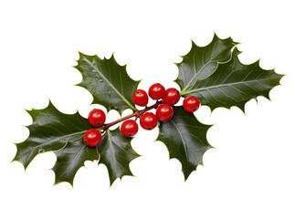 Holly Christmas Decoration European Holly Leaves Berries Festive Ornament Traditional Holiday Celebrations, Symbolizing Yuletide Joy Winter Cheer Isolated on Transparent Background