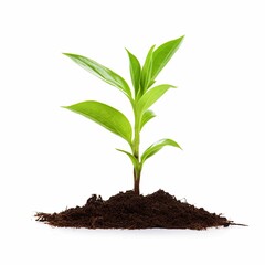 Young green plant in soil isolated on white background