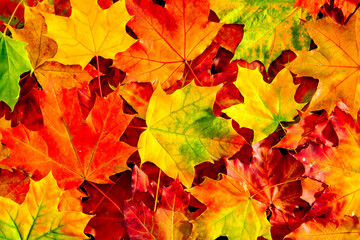 Naklejka na ściany i meble Background of colored fallen maple leaves.
