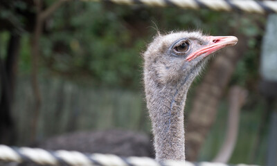 Close-up of an ostrich's head
