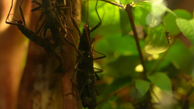 Close-up view of Peruphasma schultei, known as the black beauty stick insect and the golden-eyed stick insect
