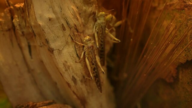 The desert locust (Schistocerca gregaria) close up view
