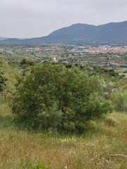 Trees in nature