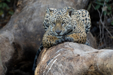 Jaguar (Panthera onca) resting  in the wetlands of the Cuiaba River in the Northern Pantanal in Mata Grosso in Brazil