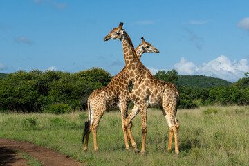 Naklejka na ściany i meble Giraffe males fighting in a Game Reserve in Kwa Zulu Natal close to Mkuze in South Africa 