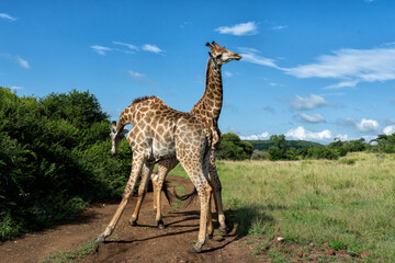 Giraffe males fighting in a Game Reserve in Kwa Zulu Natal close to Mkuze in South Africa     