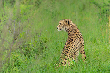 Cheetah in a Game Reserve in Kwa Zulu Natal close to Mkuze in South Africa