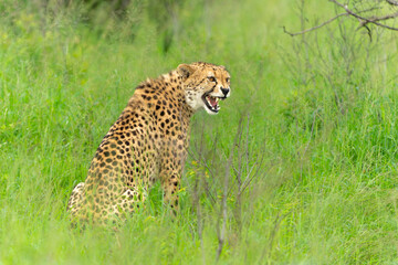 Cheetah in a Game Reserve in Kwa Zulu Natal close to Mkuze in South Africa