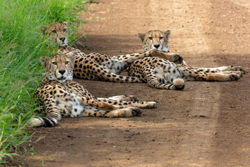 Cheetah in a Game Reserve in Kwa Zulu Natal close to Mkuze in South Africa