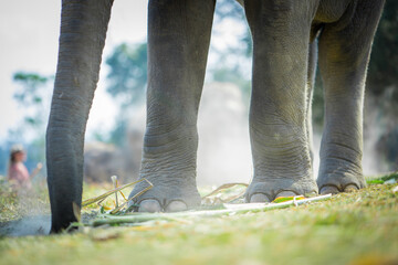 Elephant's feet in Thailand