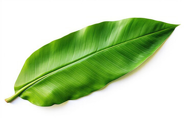 A banana leaf isolated on a white background