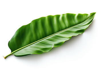 A banana leaf isolated on a white background