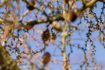 European larch during the appearance of the first needles in spring