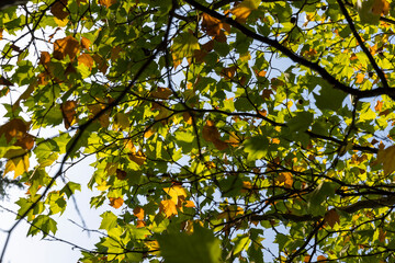 sycamore tree in the autumn season with foliage changing color