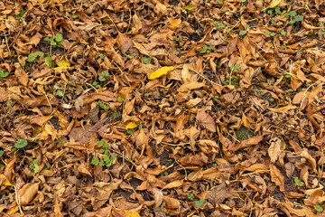 Orange maple foliage on the ground during leaf fall
