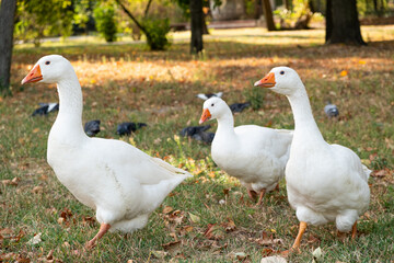 The life of geese and pigeons in the city park in autumn