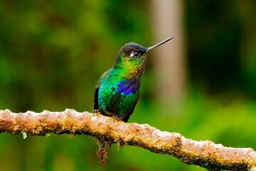 Adult fiery-throated hummingbird resting on a branch. Photograph taken in Costa Rica.